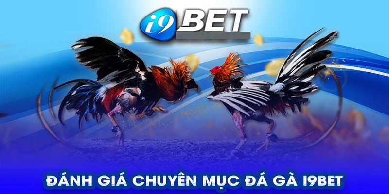 Thông tin về đá gà I9BET