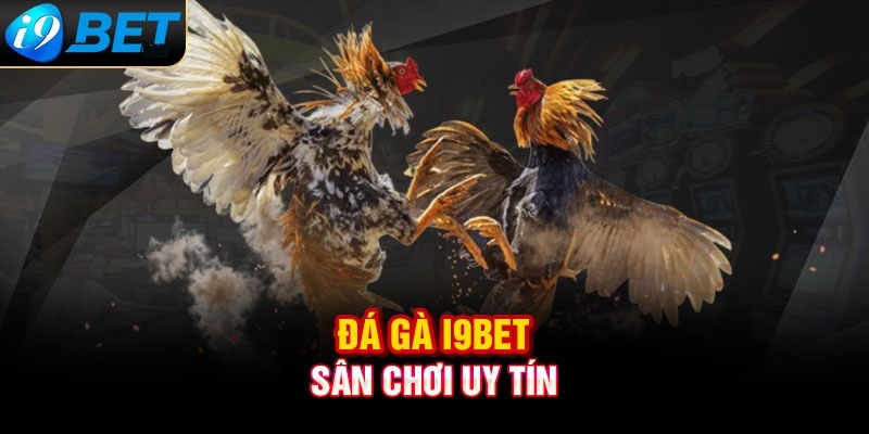 Lý do nên tham gia đá gà I9BET